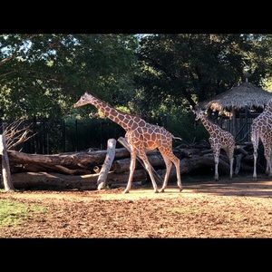 Meet your Posher, Angie